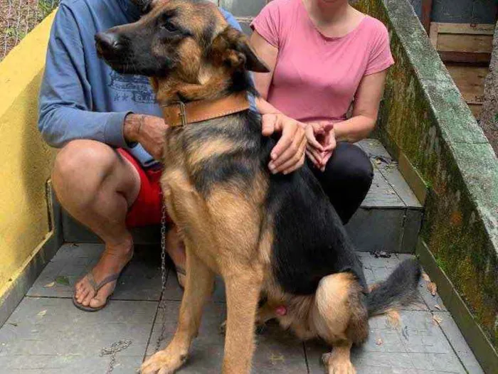 Cachorro ra a Pastor alemão puro idade 2 anos nome Trovão 