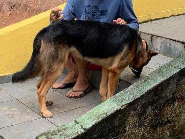 Cachorro ra a Pastor alemão puro idade 2 anos nome Trovão 