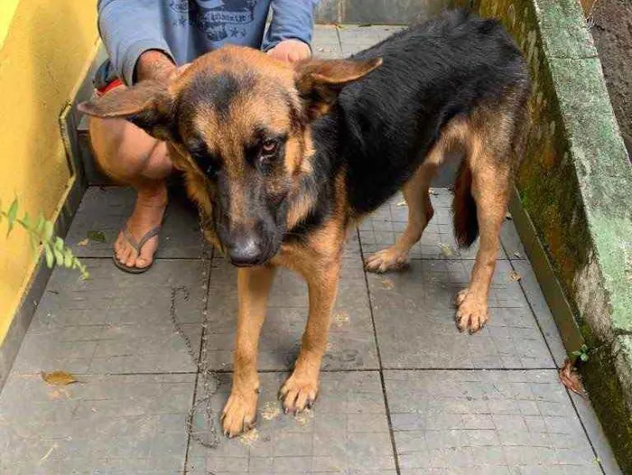 Cachorro ra a Pastor alemão puro idade 2 anos nome Trovão 