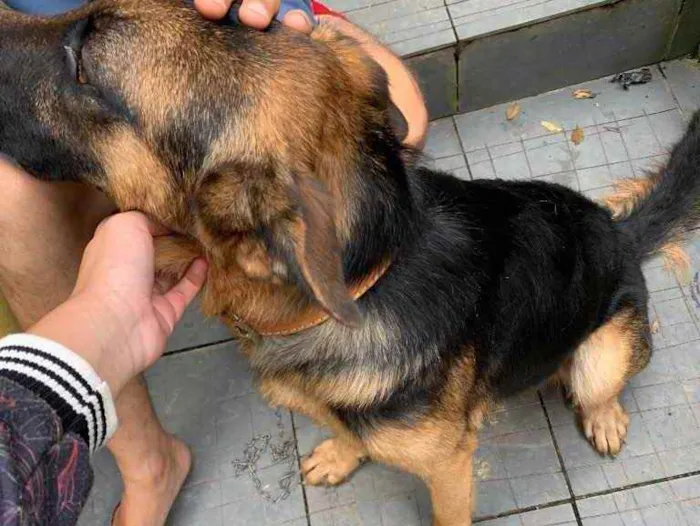 Cachorro ra a Pastor alemão puro idade 2 anos nome Trovão 