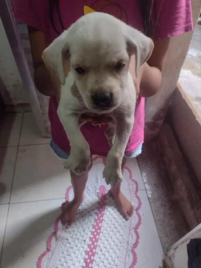 Cachorro ra a Vira lata idade Abaixo de 2 meses nome Sem nome
