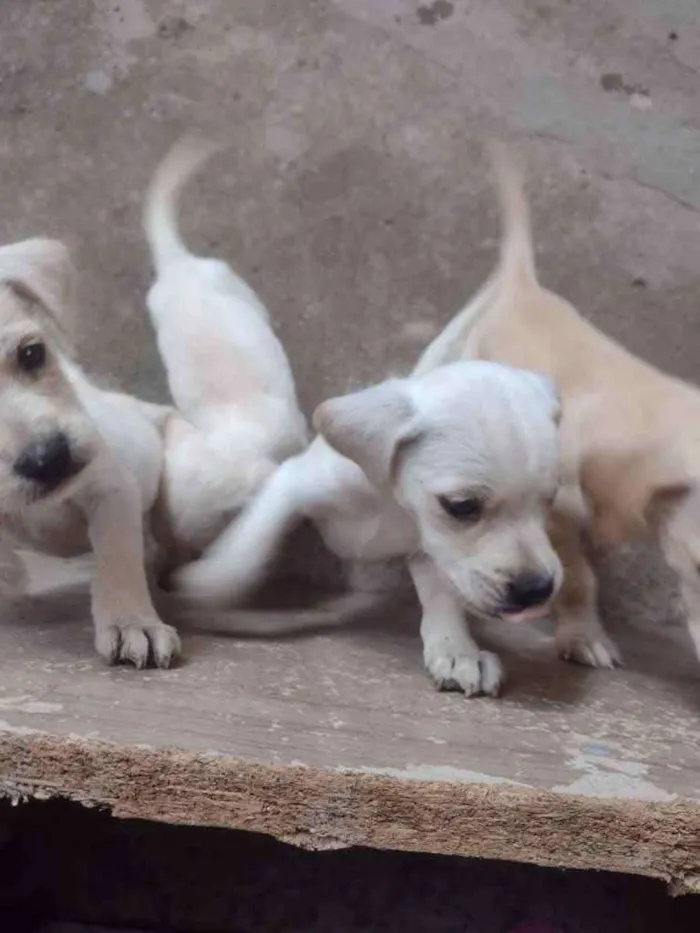 Cachorro ra a Vira lata idade Abaixo de 2 meses nome Sem nome