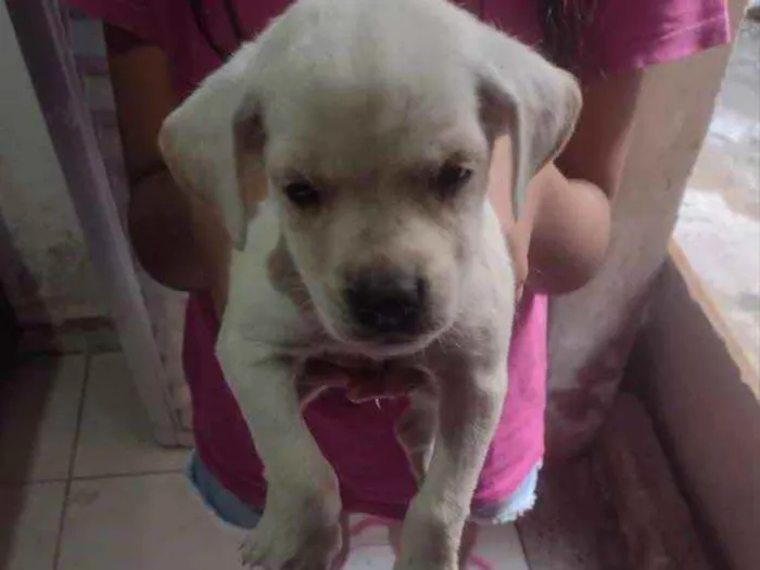 Cachorro ra a Vira lata idade Abaixo de 2 meses nome Sem nome