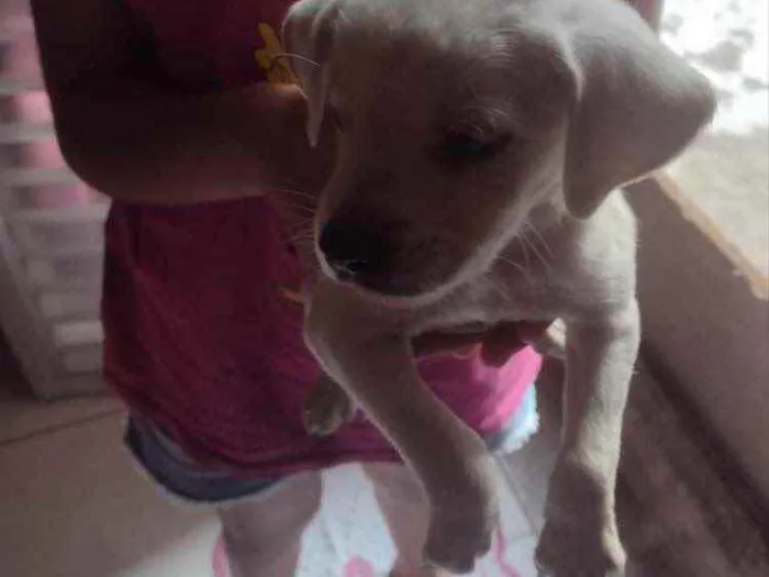 Cachorro ra a Vira lata idade Abaixo de 2 meses nome Sem nome