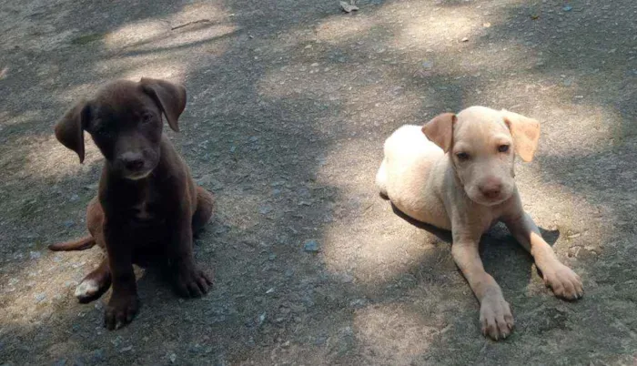 Cachorro raça Vira lata idade 2 a 6 meses nome Lindinhos