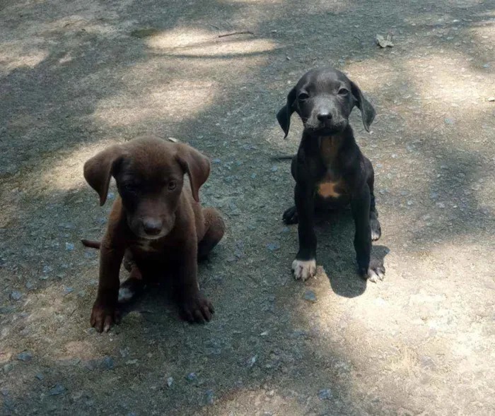Cachorro raça Vira lata idade 2 a 6 meses nome Lindinhos