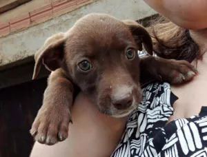 Cachorro raça Vira lata idade 2 a 6 meses nome Lindinhos