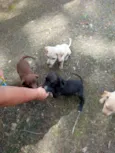 Lindinhos