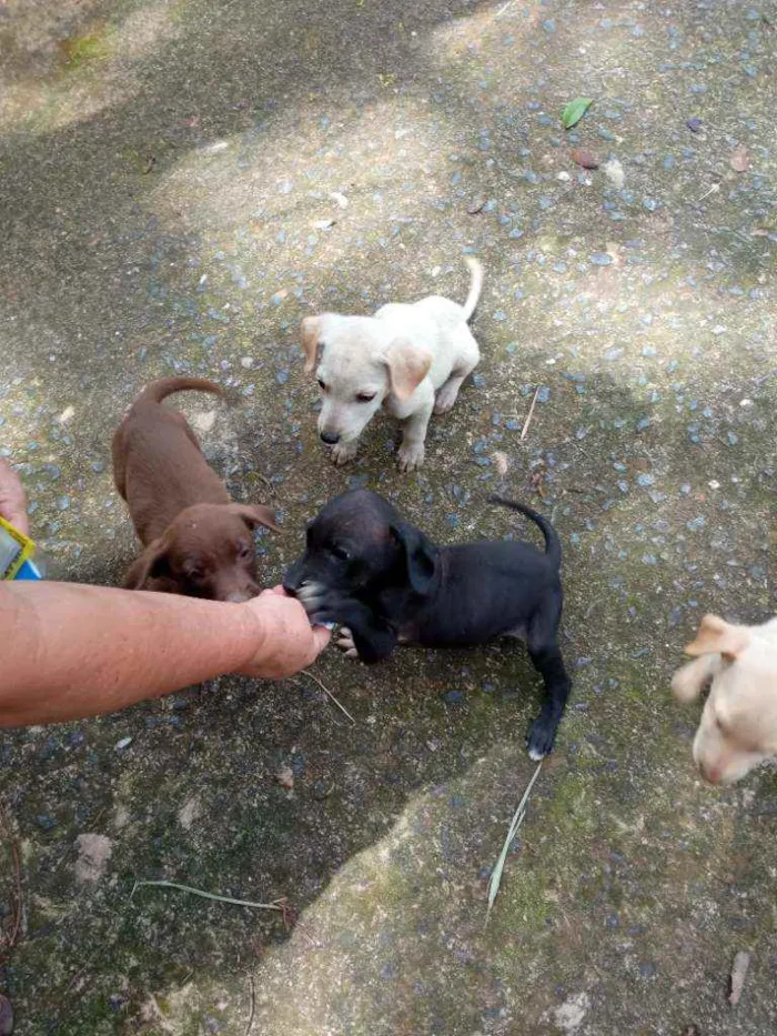 Cachorro raça Vira lata idade 2 a 6 meses nome Lindinhos