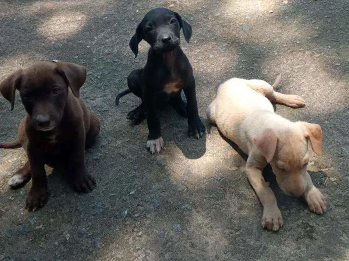 Cachorro raça Vira lata idade 2 a 6 meses nome Lindinhos