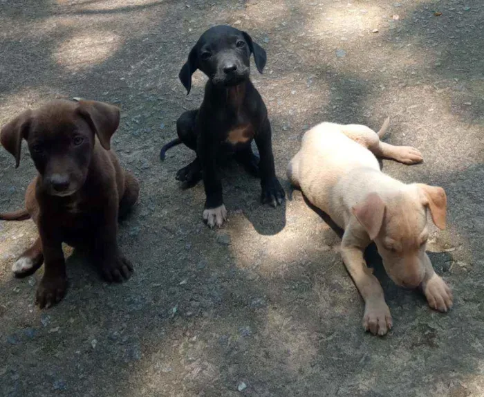 Cachorro ra a Vira lata idade 2 a 6 meses nome Lindinhas