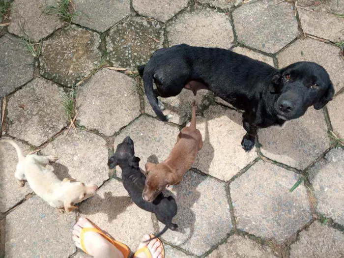 Cachorro ra a Vira lata idade 2 a 6 meses nome Lindinhas