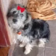 Mel 