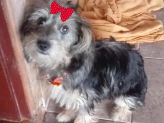 Cachorro ra a Mestiça  idade 7 a 11 meses nome Mel 