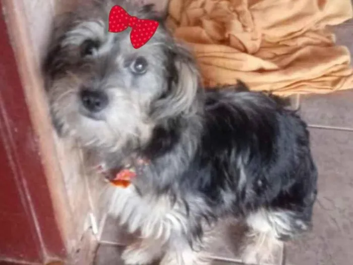 Cachorro ra a Mestiça  idade 7 a 11 meses nome Mel 