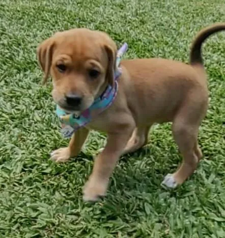 Cachorro ra a SRD idade 2 a 6 meses nome VIRA LATAS