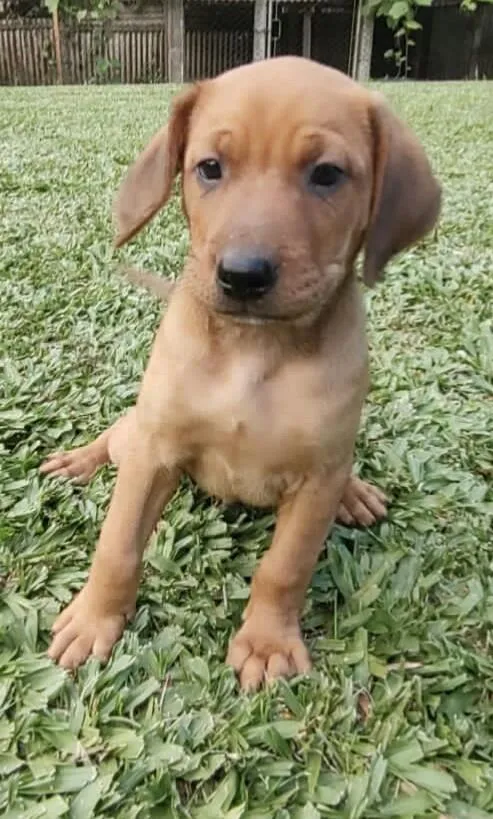 Cachorro ra a SRD idade 2 a 6 meses nome VIRA LATAS