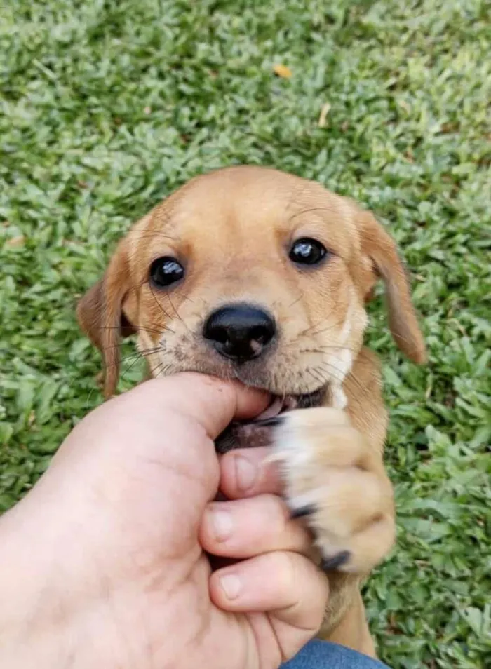 Cachorro ra a SRD idade 2 a 6 meses nome VIRA LATAS