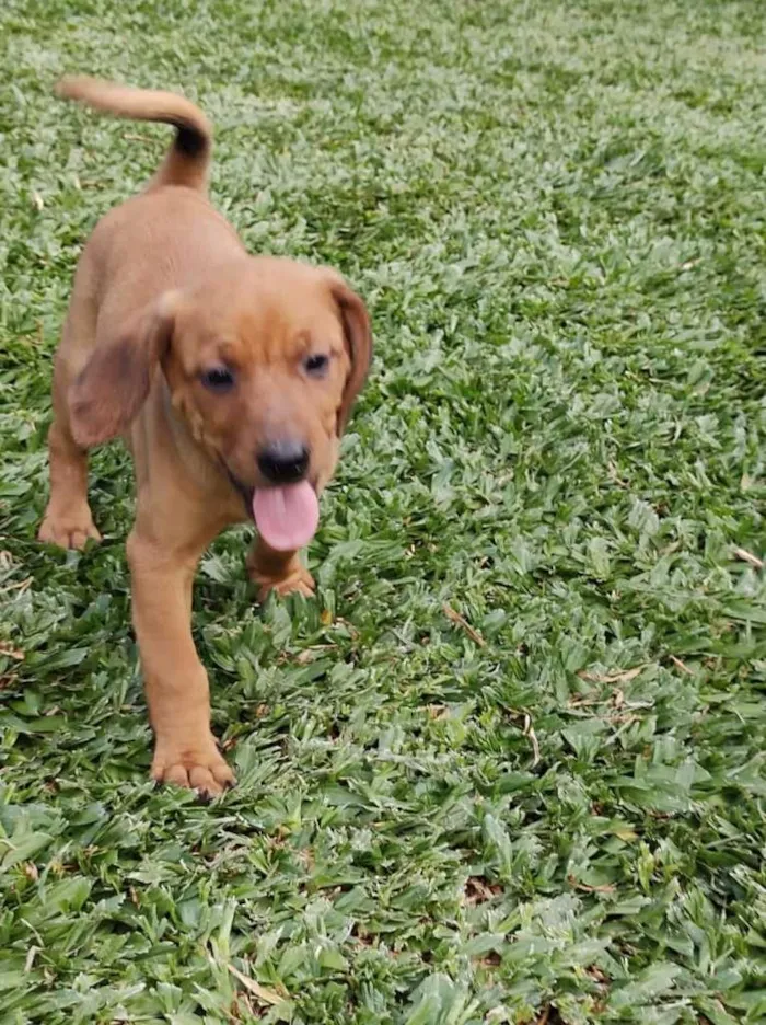 Cachorro ra a SRD idade 2 a 6 meses nome VIRA LATAS