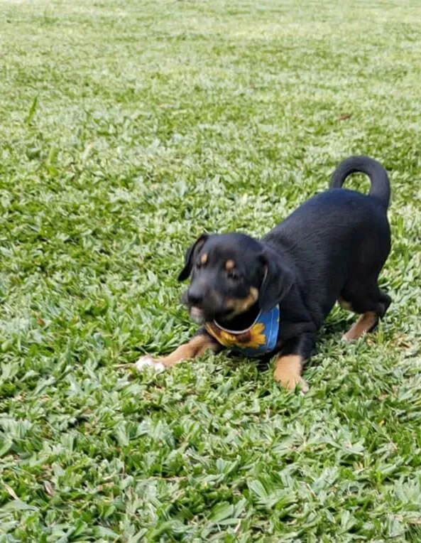 Cachorro ra a SRD idade 2 a 6 meses nome VIRA LATAS