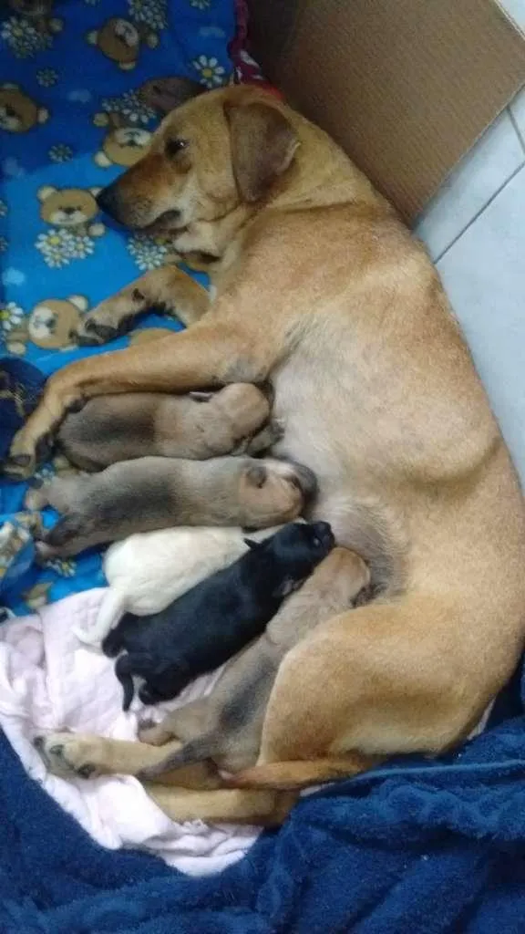 Cachorro ra a SRD idade 2 a 6 meses nome VIRA LATAS