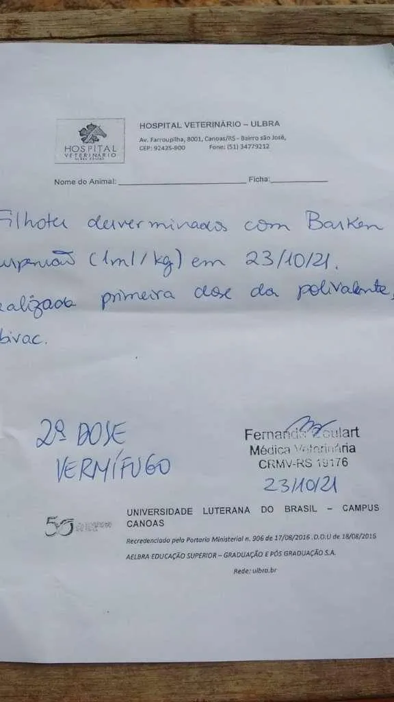 Cachorro ra a SRD idade 2 a 6 meses nome VIRA LATAS