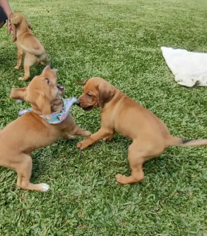 Cachorro ra a SRD idade 2 a 6 meses nome VIRA LATAS