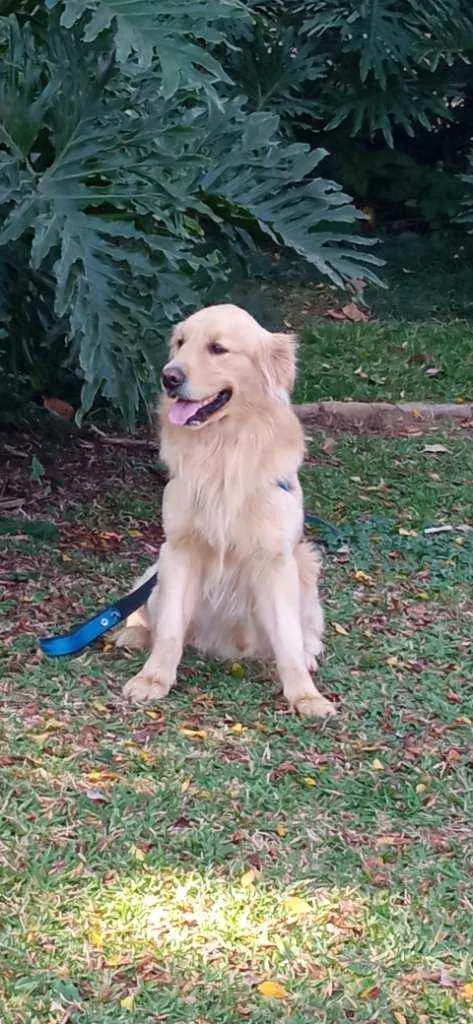 Cachorro ra a Golden Retriver idade 3 anos nome Thaylor