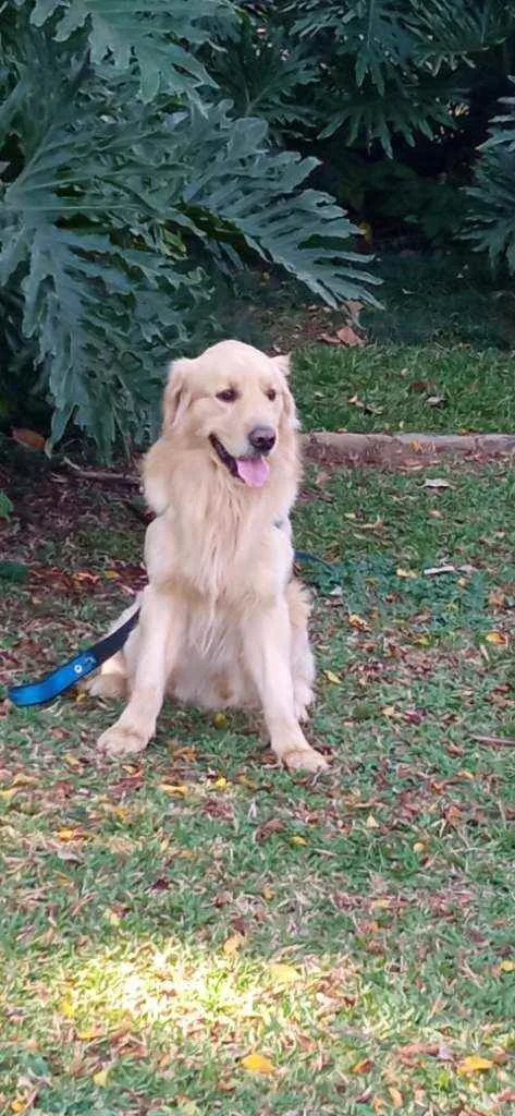 Cachorro ra a Golden Retriver idade 3 anos nome Thaylor