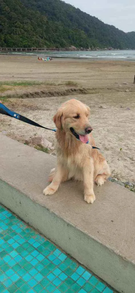 Cachorro ra a Golden Retriver idade 3 anos nome Thaylor