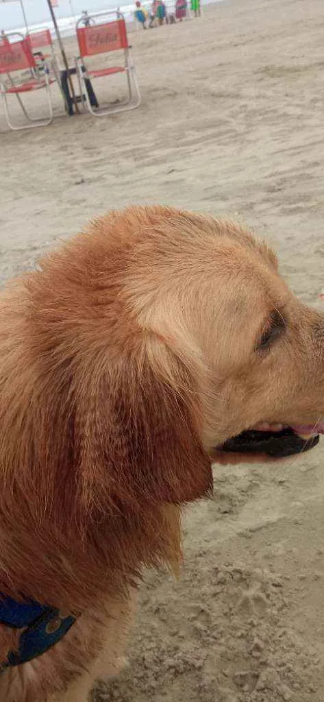 Cachorro ra a Golden Retriver idade 3 anos nome Thaylor