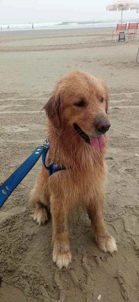 Cachorro ra a Golden Retriver idade 3 anos nome Thaylor