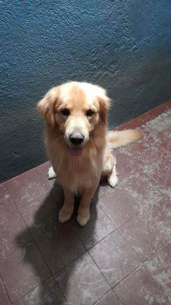 Cachorro ra a Golden Retriver idade 3 anos nome Thaylor