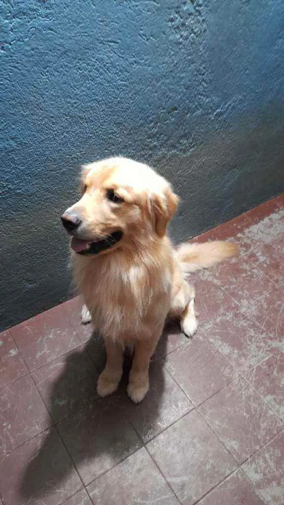 Cachorro ra a Golden Retriver idade 3 anos nome Thaylor