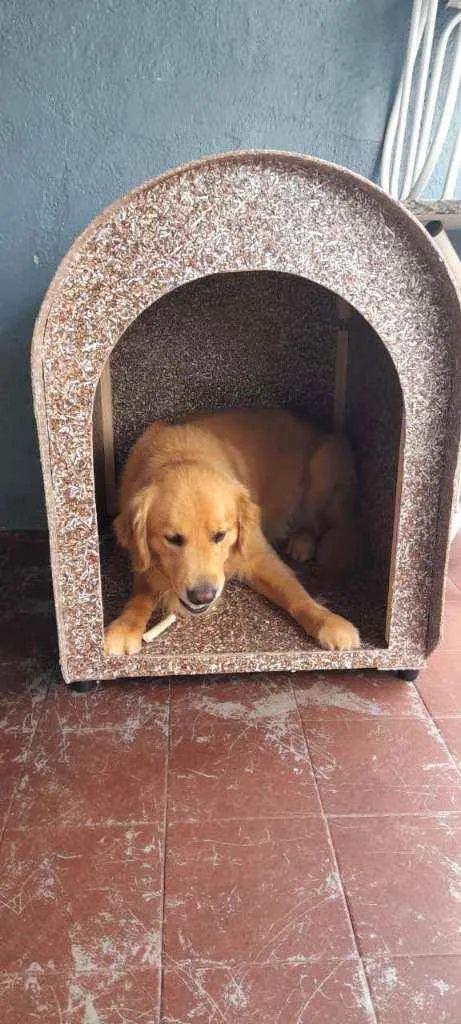 Cachorro ra a Golden Retriver idade 3 anos nome Thaylor