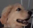 Thaylor