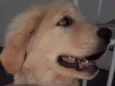 Thaylor