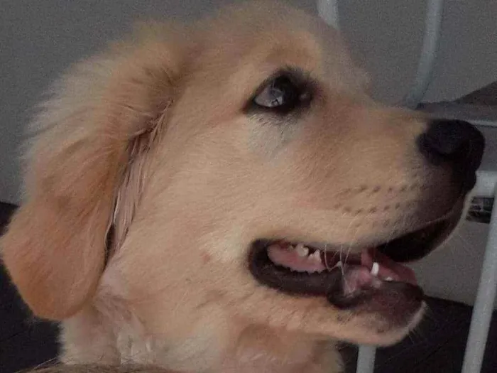 Cachorro ra a Golden Retriver idade 3 anos nome Thaylor