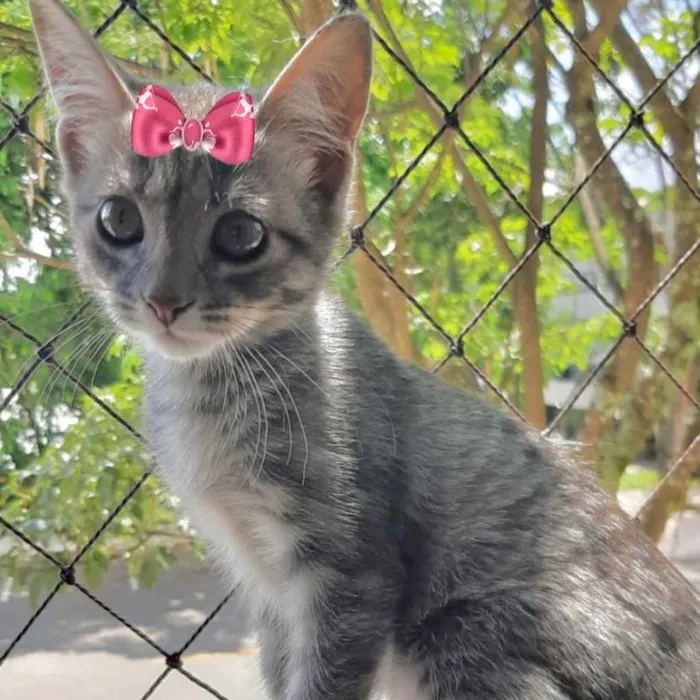 Gato ra a Mestiça  idade 2 a 6 meses nome Vitória 