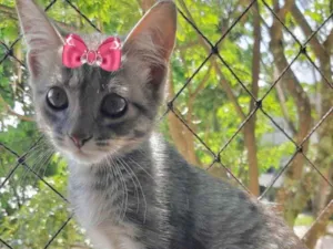 Gato raça Mestiça  idade 2 a 6 meses nome Vitória 