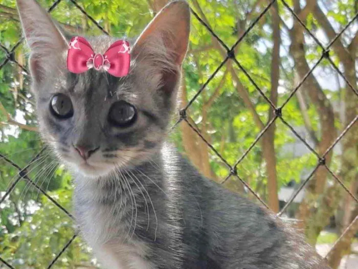 Gato ra a Mestiça  idade 2 a 6 meses nome Vitória 