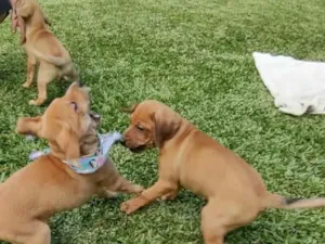 Cachorro raça SRD idade 2 a 6 meses nome VIRA LATAS