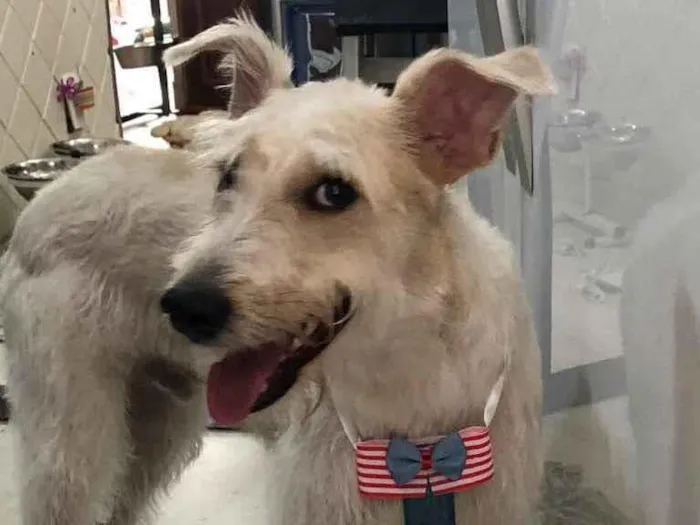 Cachorro ra a Mix  Fox Terrier pelo Duro idade 1 ano nome Denis