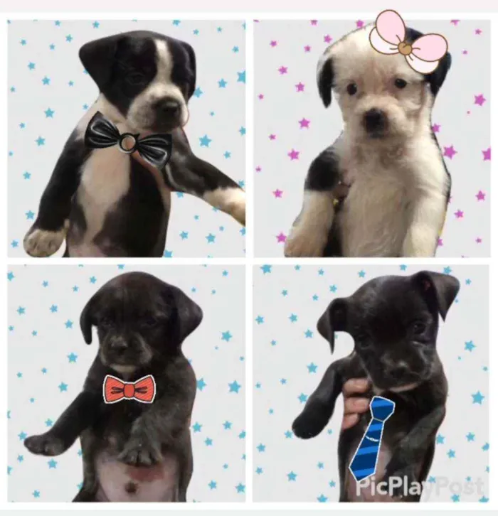 Cachorro ra a SRD idade Abaixo de 2 meses nome Pretinhos