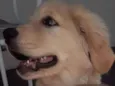 Thaylor