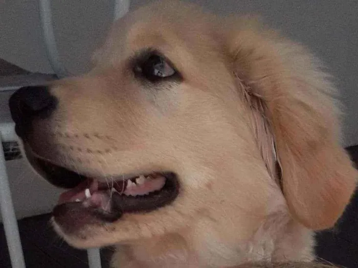 Cachorro ra a Golden Retriver idade 3 anos nome Thaylor
