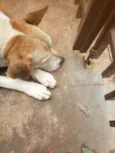 Lola mine e gordinho