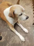 Lola mine e gordinho