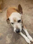 Lola mine e gordinho