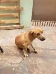 Lola mine e gordinho